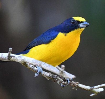 Adult male Thick-billed Euphonia