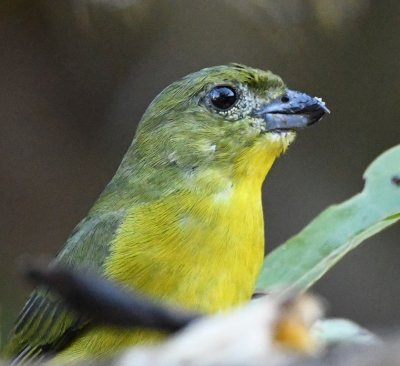 Female Thick-billed Euphonia