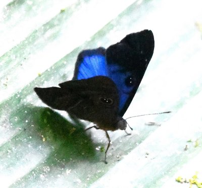 Mary spotted this blue and black butterfly on a broad leaf.