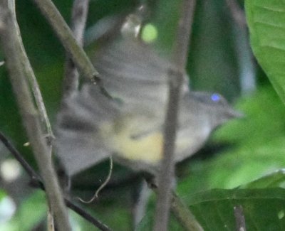 Fast-moving Plain Antvireo