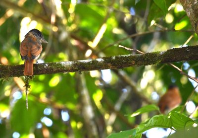 We saw two female Rose-throated Becards in the trees.