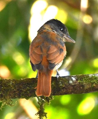 One of the two Rose-throated Becards we saw