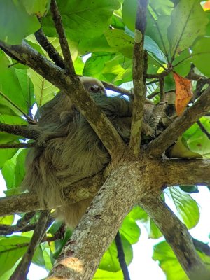 About 4PM, Enrique picked us up in the bus from where we'd walked along the road and took us to Playa Blanca on the Pacific Ocean. One of the first creatures spotted was this Two-toed Sloth--and there's supposed to be a young one in that mass of fur somewhere.