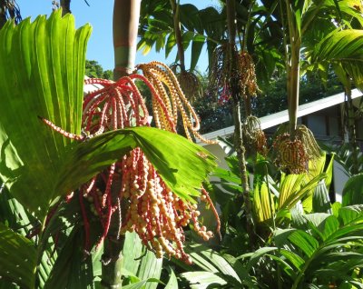 Mary took some photos of the multi-colored fruits of the banana-like plants.