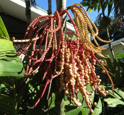 We haven't found anything online to identify these, but they're very colorful and varied.