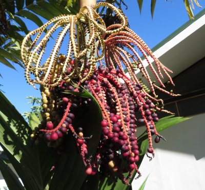 More bead-like seeds, or something