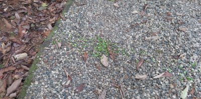 We had to watch where we stepped, because there were many leaf-cutter ant trails that crossed our human trails.