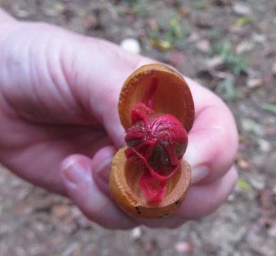 After lunch, we went for a walk around the grounds and Chito pointed out a nutmeg fruit. It includes the nut (source of nutmeg spice); the flowery, fleshy, red arils (source of the spice mace); and shell (broken with a wooden club after drying 6-8 weeks).
