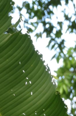 Palm leaf, eaten by ants and caterpillars