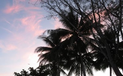 Mary got some photos of the palms and other trees silhouetted against the evening sky.