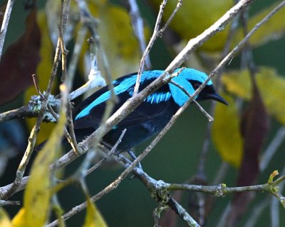 From the top of the tower, we saw this colorful Scarlet-thighed Dacnis.