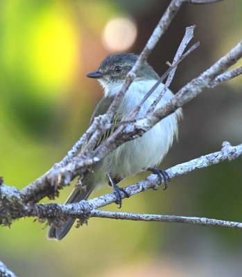 There was also a Mistletoe Tyrannulet in the nearby trees.