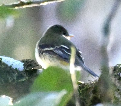 We also spotted this Yellow-bellied Flycatcher in a tree over the trail as we returned.