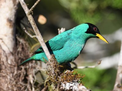 A male Green Honeycreeper was at the feeders on the dining hall patio.