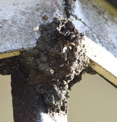 This is a mud beehive that was built on the corner of the roof to the patio.