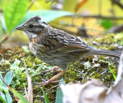 As we were going to our room from breakfast, Mary and I saw this female Rufous-collared Sparrow in the flower bed along the walkway.