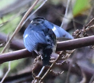 While waiting in our room before checking out, we watched some birds from our deck; this male Variable Seedeater looked blue in the light.