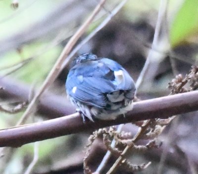 Variable Seedeater
