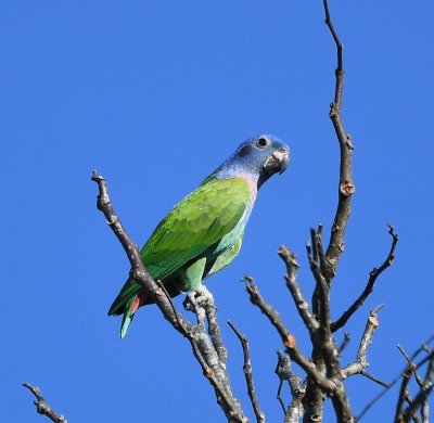 This Blue-headed Parrot posed for quite a while on the branch of a tree behind our room.