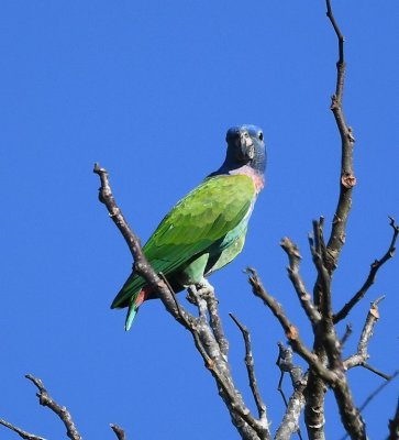 Blue-headed Parrot, from the deck our room (Musa, the genus of bananas and plantains) at the Las Cruces Biological Station, Costa Rica
