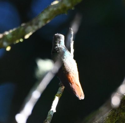 This Rufous-tailed Hummingbird and its mate also perched near our deck.
