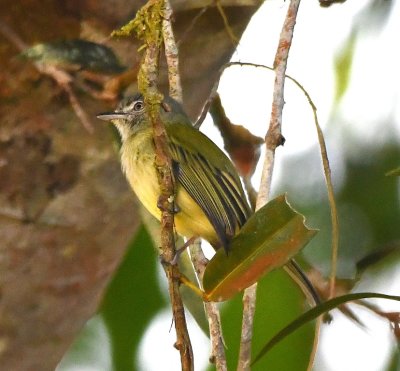 We saw this Yellow-olive Flycatcher from our deck as well.