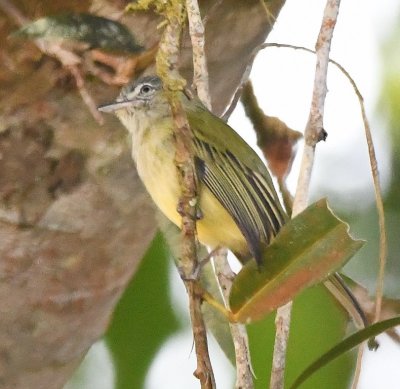 Yellow-olive Flycatcher