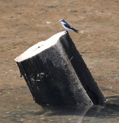 We returned to the bridge over the Rincón River, where we'd stopped yesterday, to look again for the Yellow-billed Cotinga; what we saw first was this Mangrove Swallow on a stump in the river.