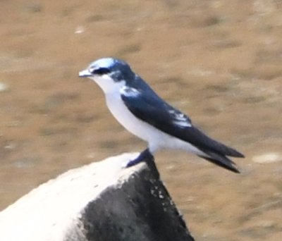 Mangrove Swallow