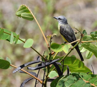 Tropical Kingbird