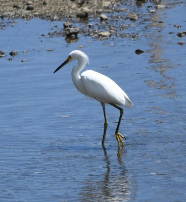 Snowy Egret, walking along the edge of the Rincón River