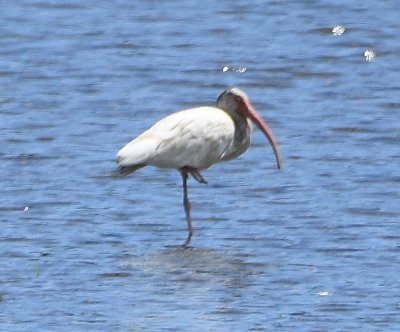 Farther down, we spied this White Ibis.
