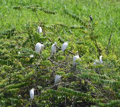 A group of Cattle Egrets was roosting in some trees across the river.