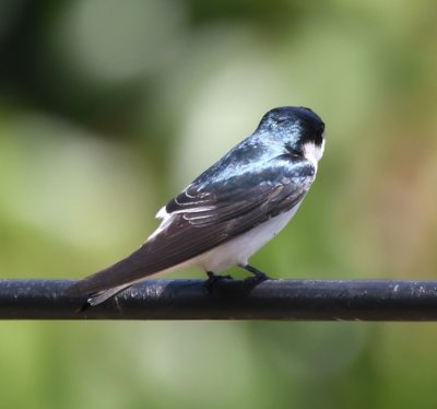 There were also Mangrove Swallows on the wire.