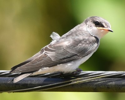 Immature Mangrove Swallow