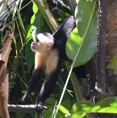 From the parking lot where we were parked, we saw several White-faced Monkeys playing in the trees along the river.