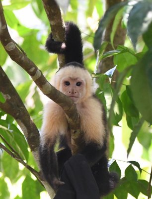 White-faced Monkey