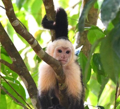 White-faced Monkey