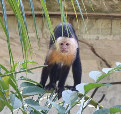 White-faced Monkey