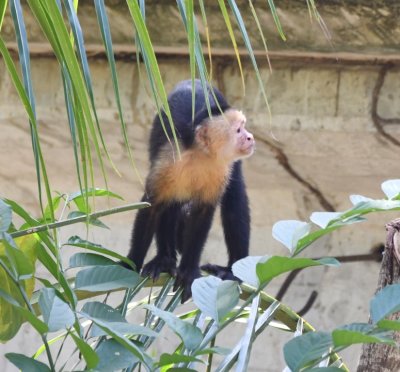 White-faced Monkey