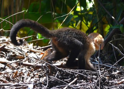 White-faced Monkey