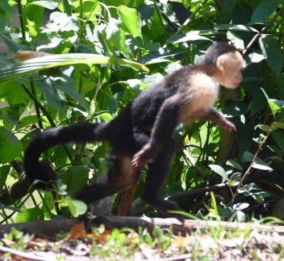 White-faced Monkey