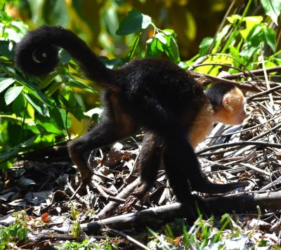 White-faced Monkey