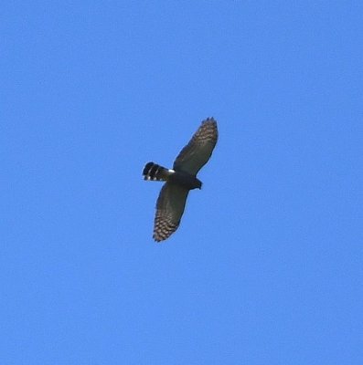 A Double-toothed Kite flew over the bridge.