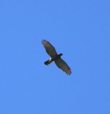 Double-toothed Kite