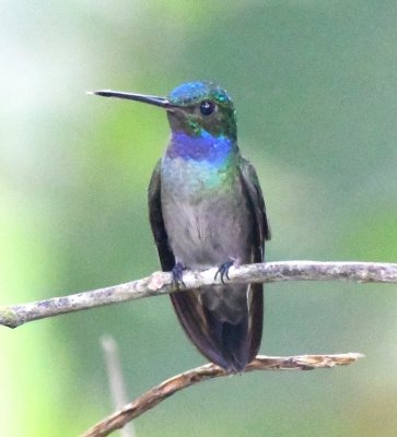 One of our first birds at the lodge was the Charming Hummingbird.