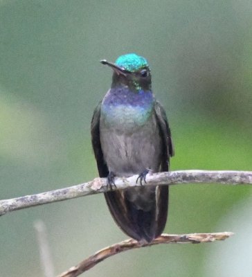 Charming Hummingbird