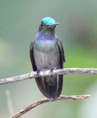 Charming Hummingbird