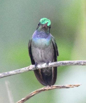 Charming Hummingbird