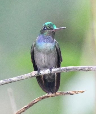 Charming Hummingbird